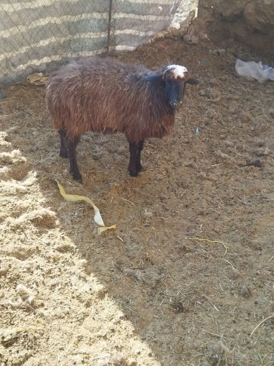 یک عدد بره نر برای قربانی نزی خوبع|حیوانات مزرعه|ماکو, |دیوار