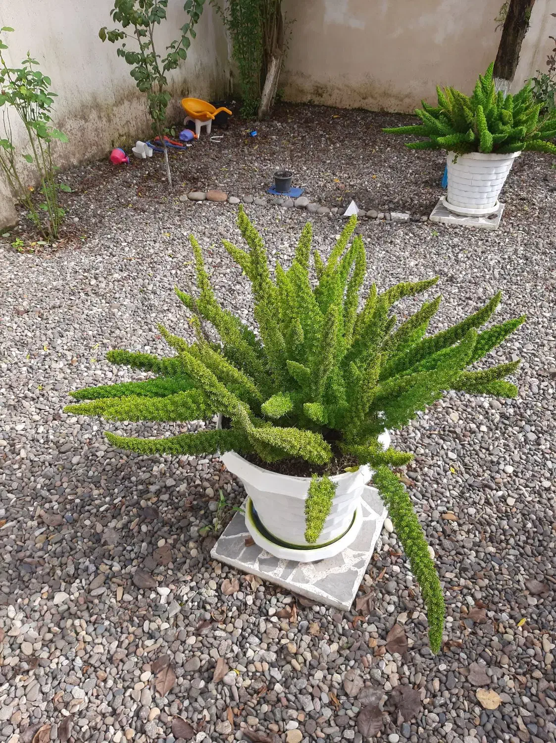 گل دم روبا|گل و گیاه طبیعی|خمام, |دیوار