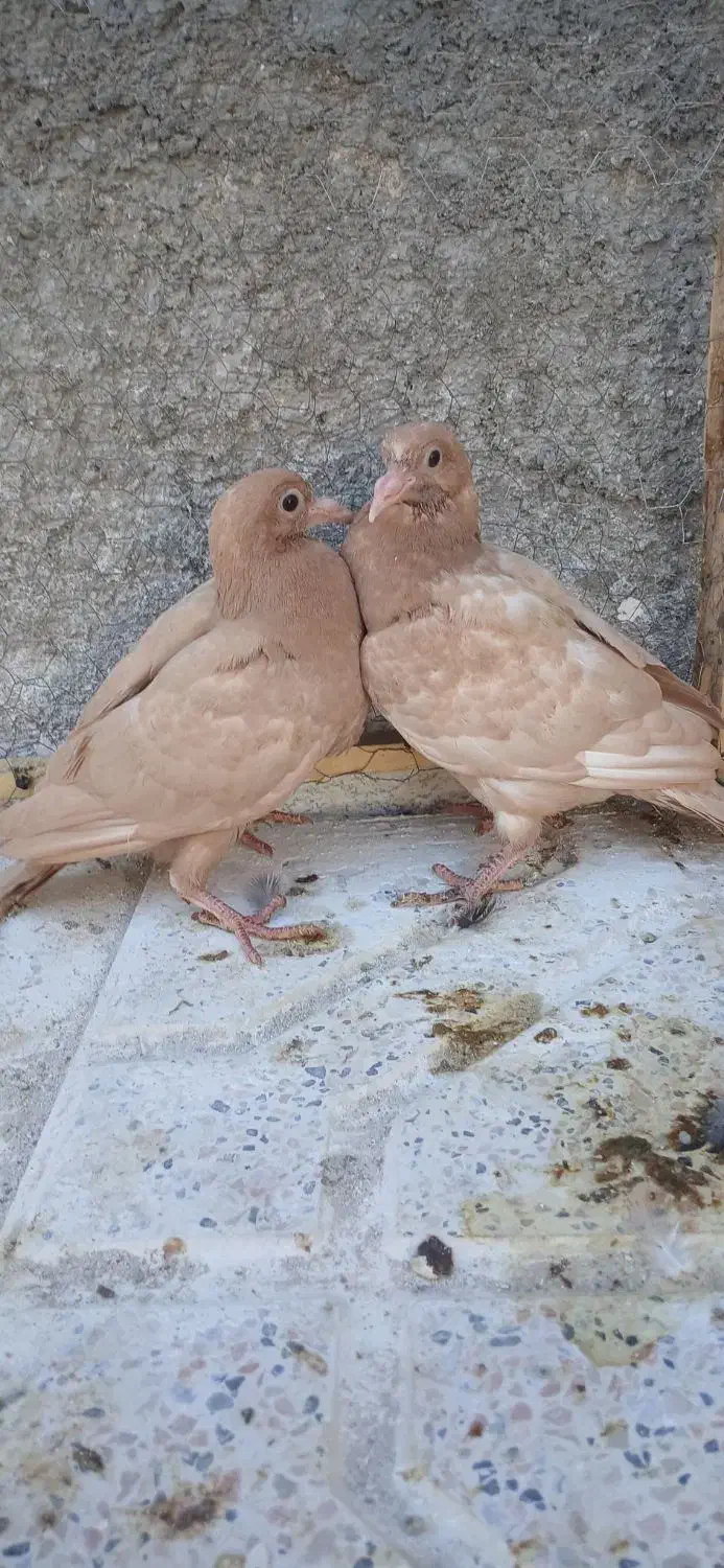 جوجه زرد کرمونی پاک|پرنده|تربت‌حیدریه, پایانه مسافربری تربت حیدریه|دیوار