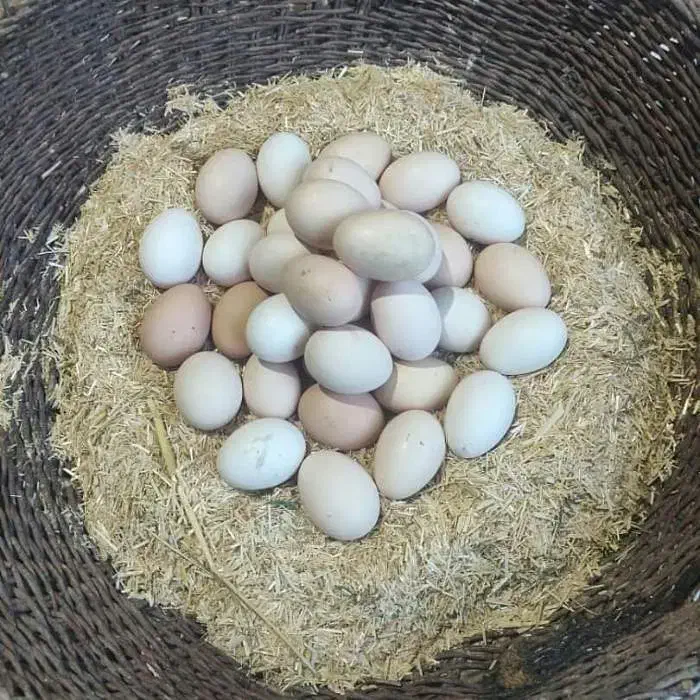 تخم مرغ محلی|حیوانات مزرعه|کرمانشاه, |دیوار