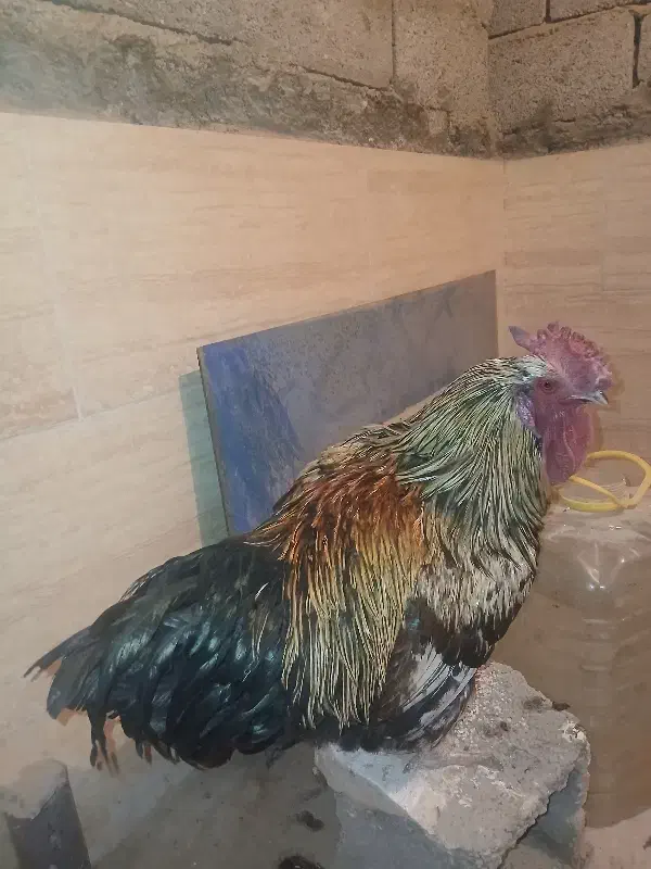 خروس چل جیر|حیوانات مزرعه|خمینی‌شهر, |دیوار