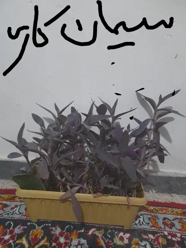 گل وگیاه|گل و گیاه طبیعی|کوهدشت, |دیوار