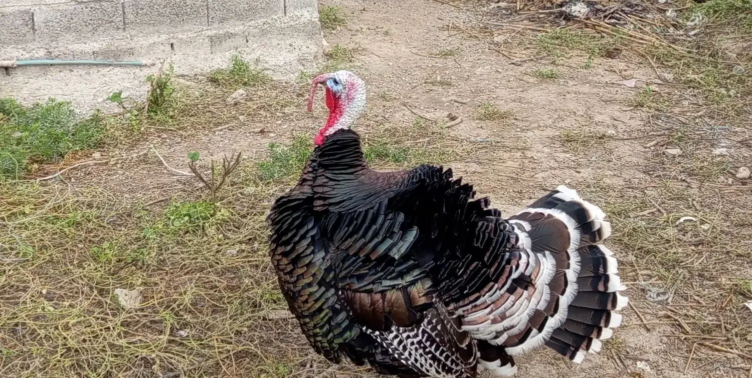 بوقلمون نر نژاد انگلیس|حیوانات مزرعه|اصلاندوز, |دیوار