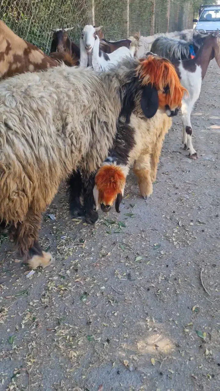 میش وبره ماده اصلی|حیوانات مزرعه|شوشتر, |دیوار