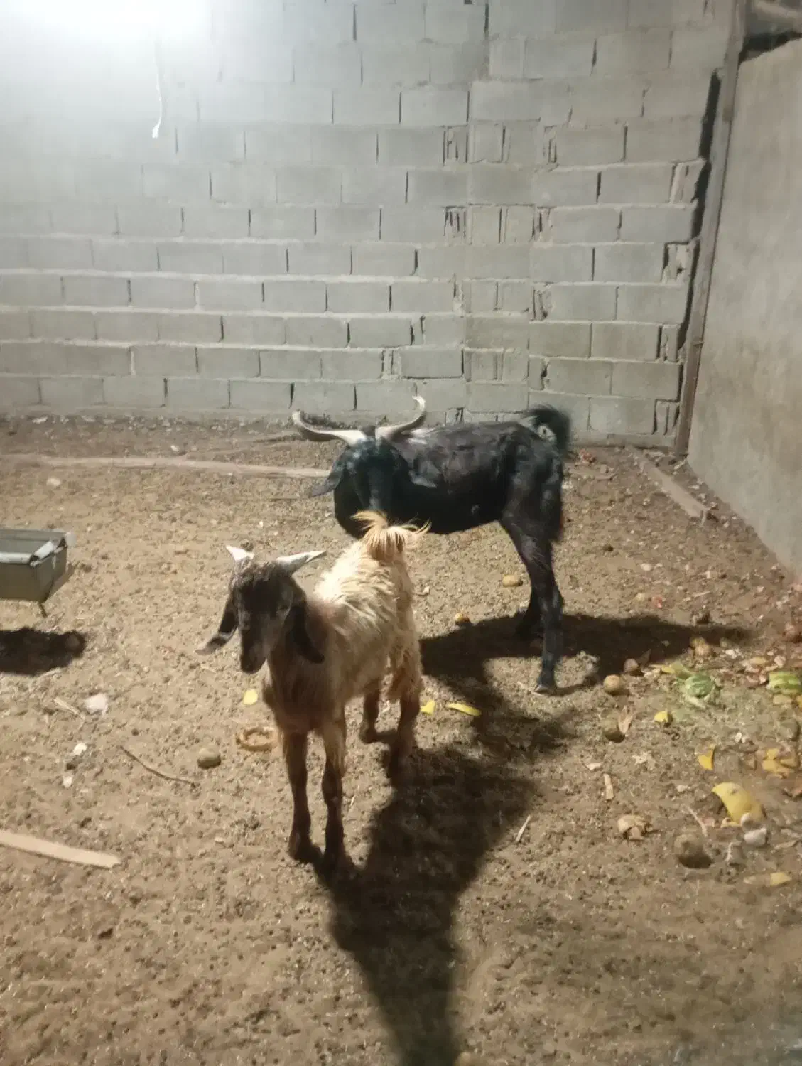 بز کهره دار|حیوانات مزرعه|سعدآباد, |دیوار