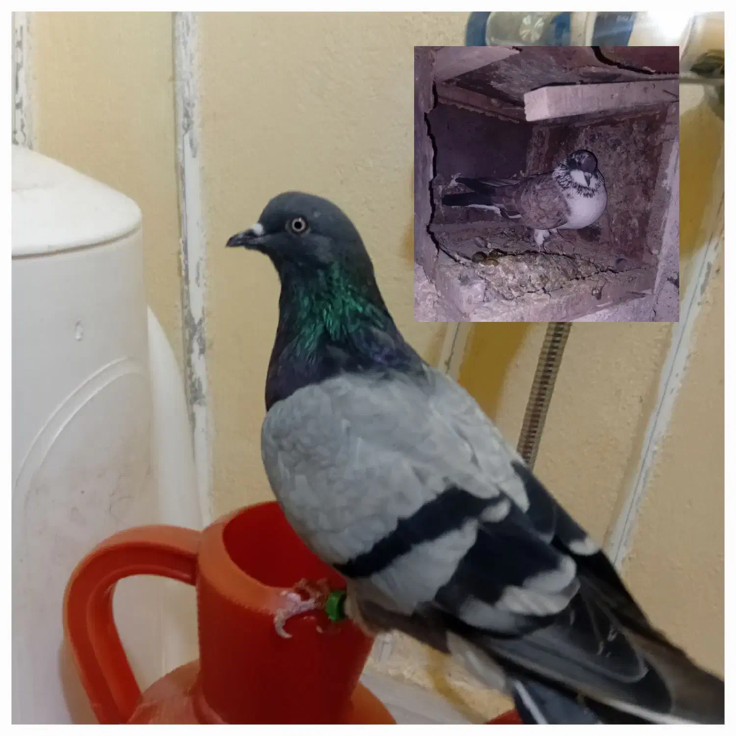 کبوتر|پرنده|شاهرود, |دیوار