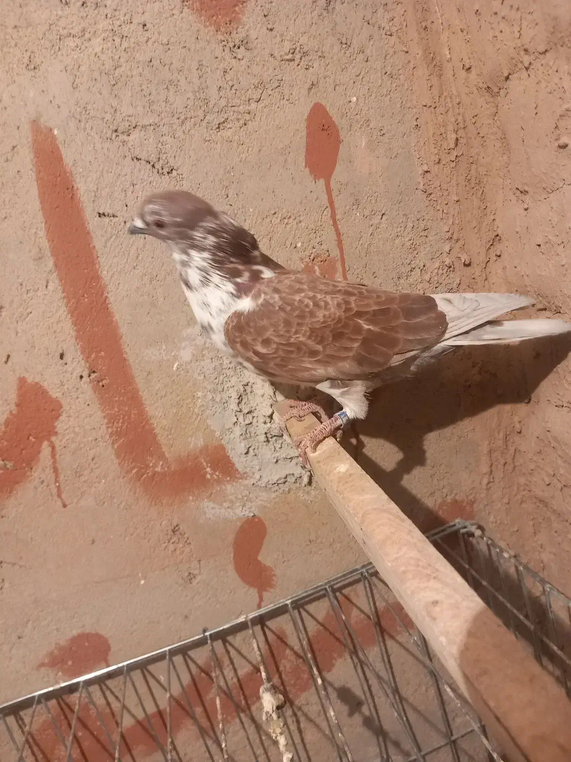 کبوتر|پرنده|سجاس رود, |دیوار