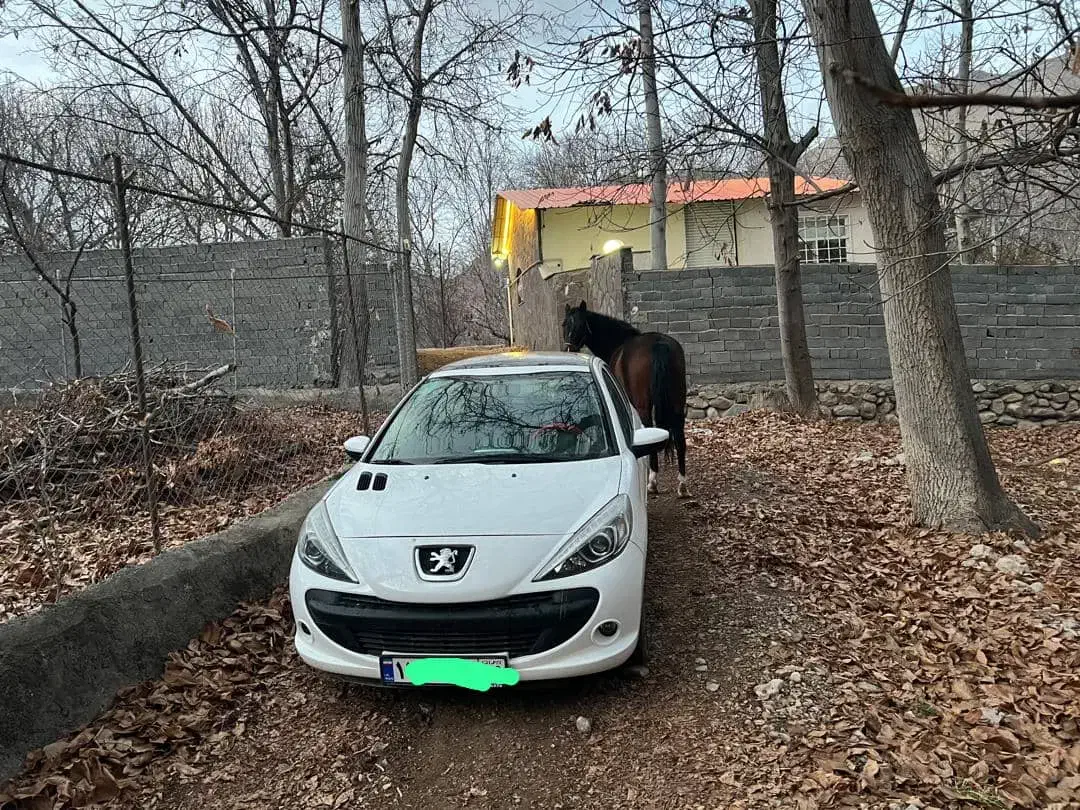 اسب ترکمن|اسب و تجهیزات اسب‌سواری|فیروزکوه, |دیوار