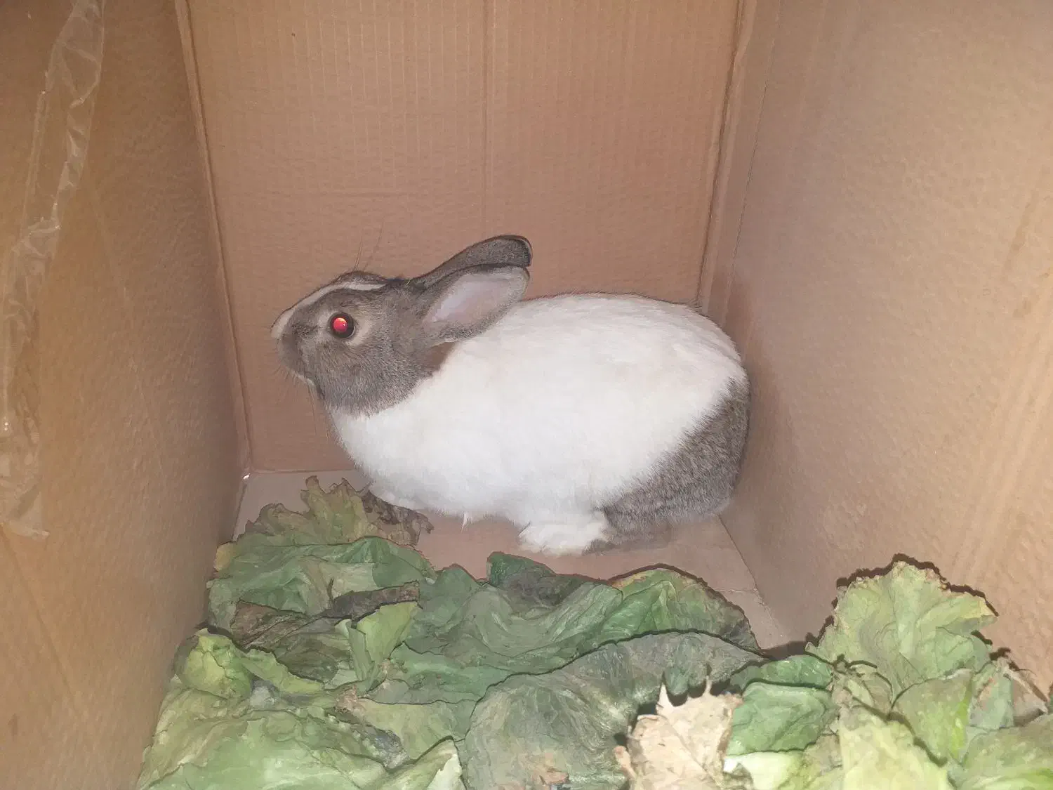 خرگوش|موش و خرگوش|ابریشم, |دیوار