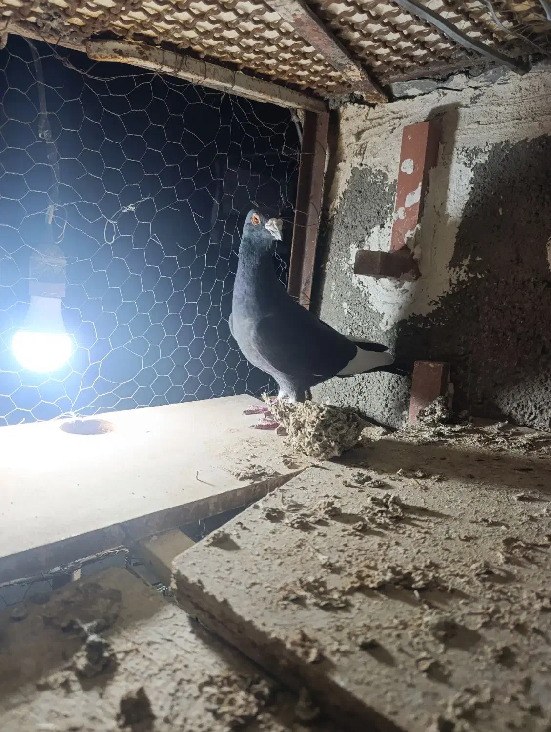 کبوتر|پرنده|بیرجند, |دیوار