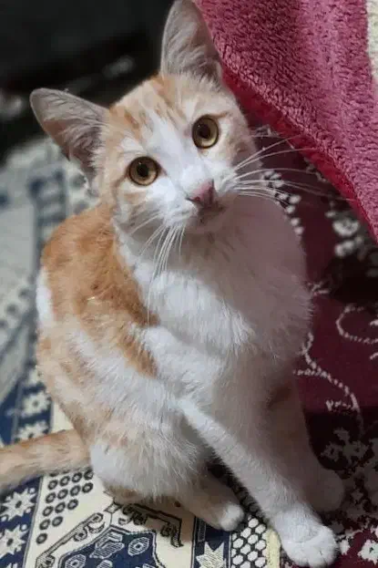 واگذاری گربه خانگی|گربه|رشت, آب و برق|دیوار