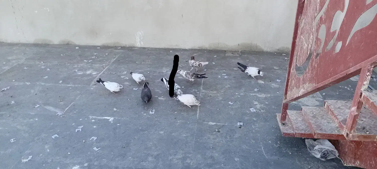 کفتر تهرانی پرشی|پرنده|کرج, کوی مهر|دیوار