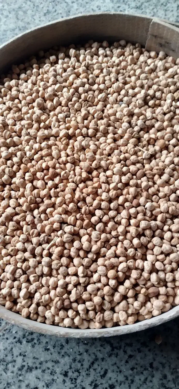 نخود دیم خوب درجه یک مال کردستان|عمده‌فروشی|هشتگرد, فاز ۷ مهستان|دیوار