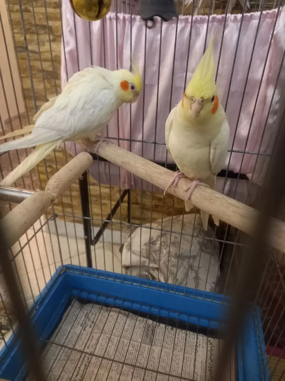 عروس هلندی لوتینو نر و ماده|پرنده|تهران, توحید|دیوار