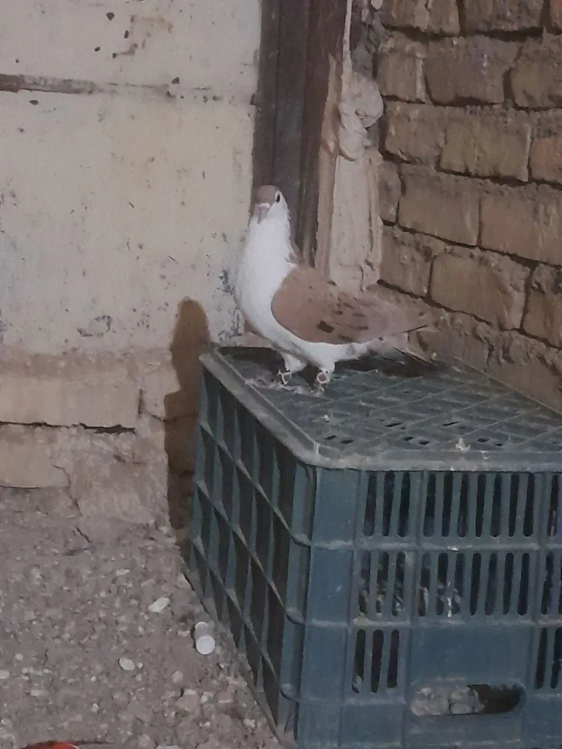 ساده زرد پز خال کله الماسی دم سفید|پرنده|تربتحیدریه, حاجی یار|دیوار