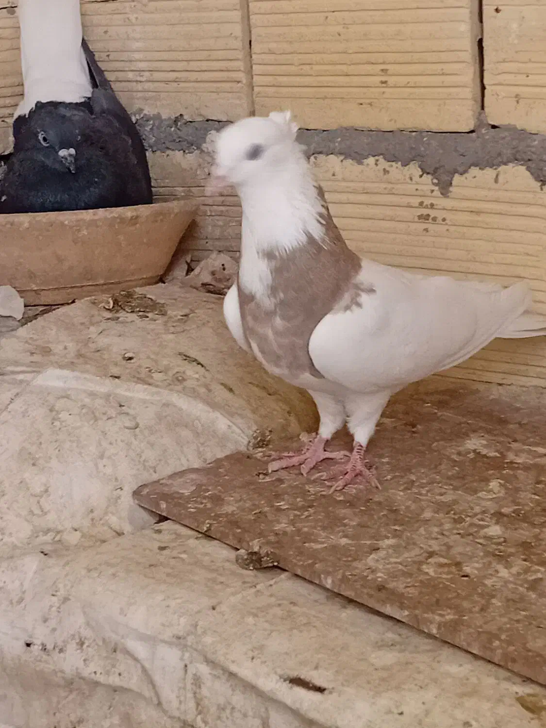 طوقی|پرنده|قم, شاه سید علی|دیوار