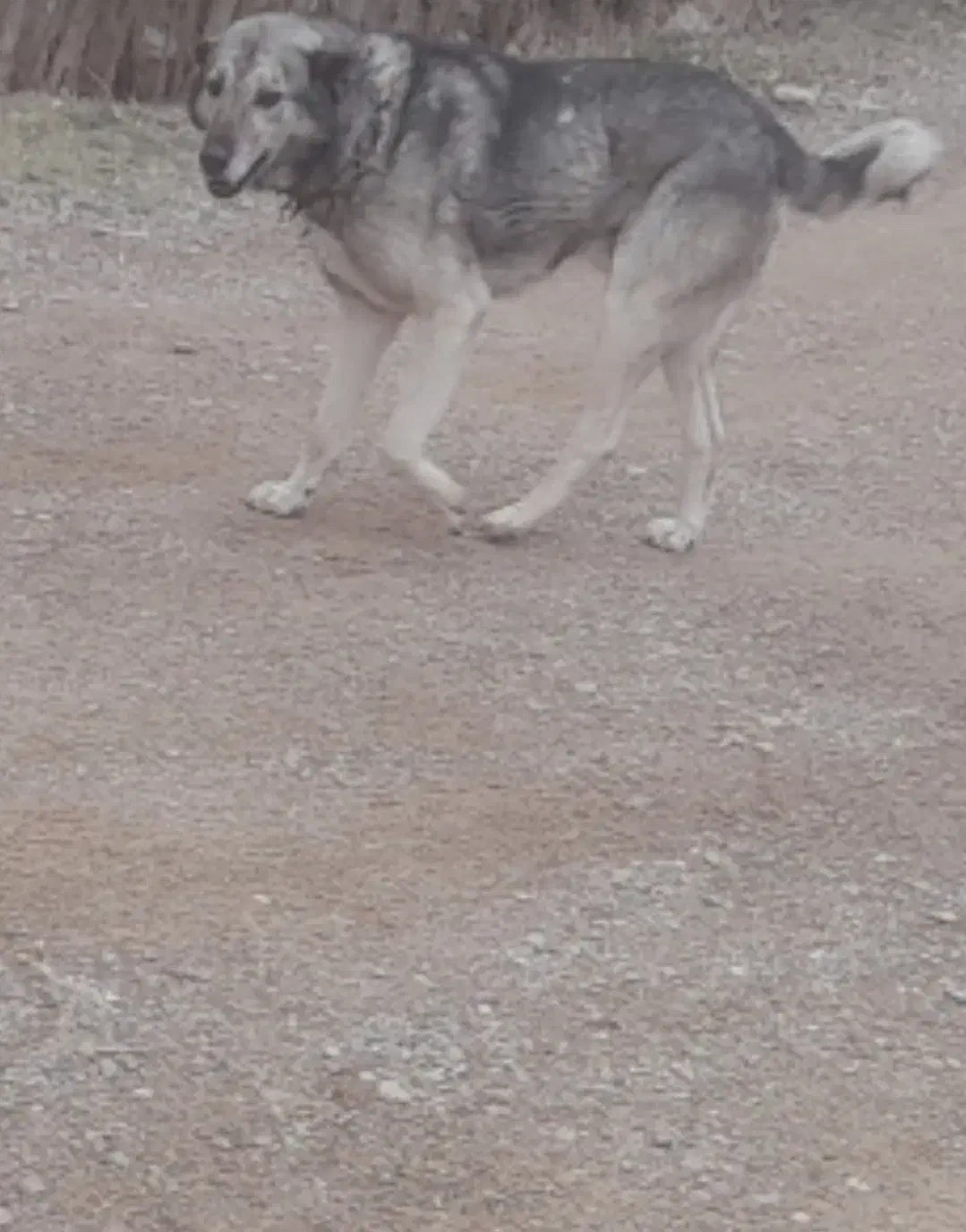 سگ گم شده|حیوانات|میاندوآب, |دیوار