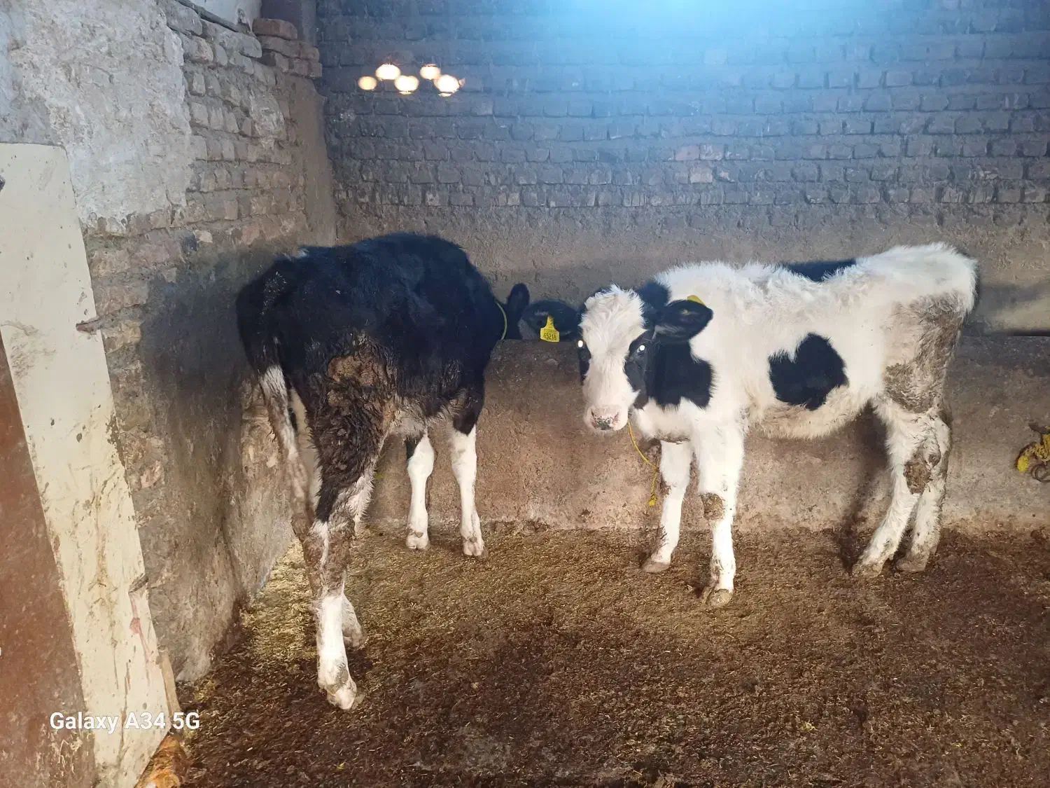 گوساله جنسی|حیوانات مزرعه|علی‌آباد کتول, |دیوار