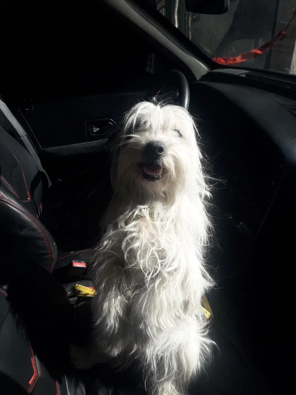 شیتزو خوشگل|سگ|اردبیل, |دیوار