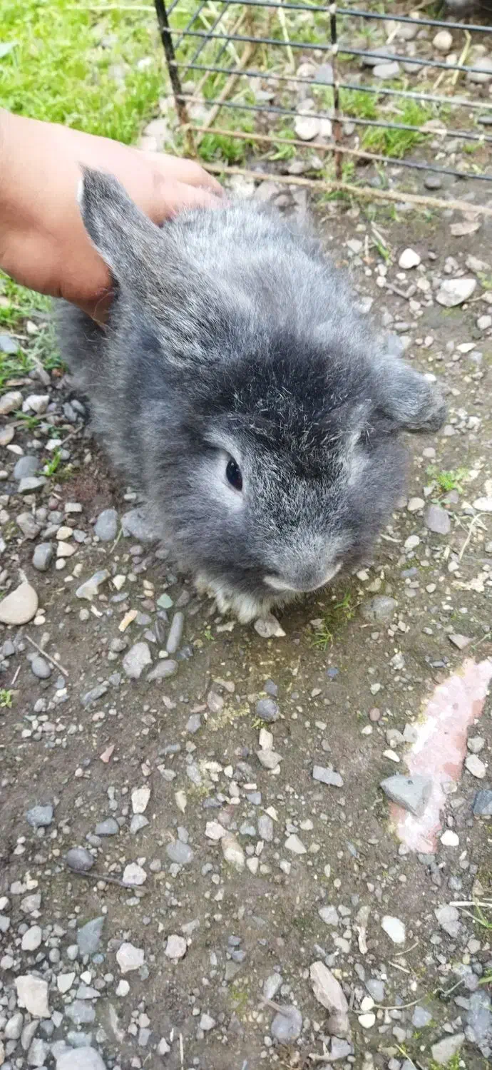 قیمت دانه ای ۵۰۰هزاز زیر قیمت|موش و خرگوش|سنگر, |دیوار