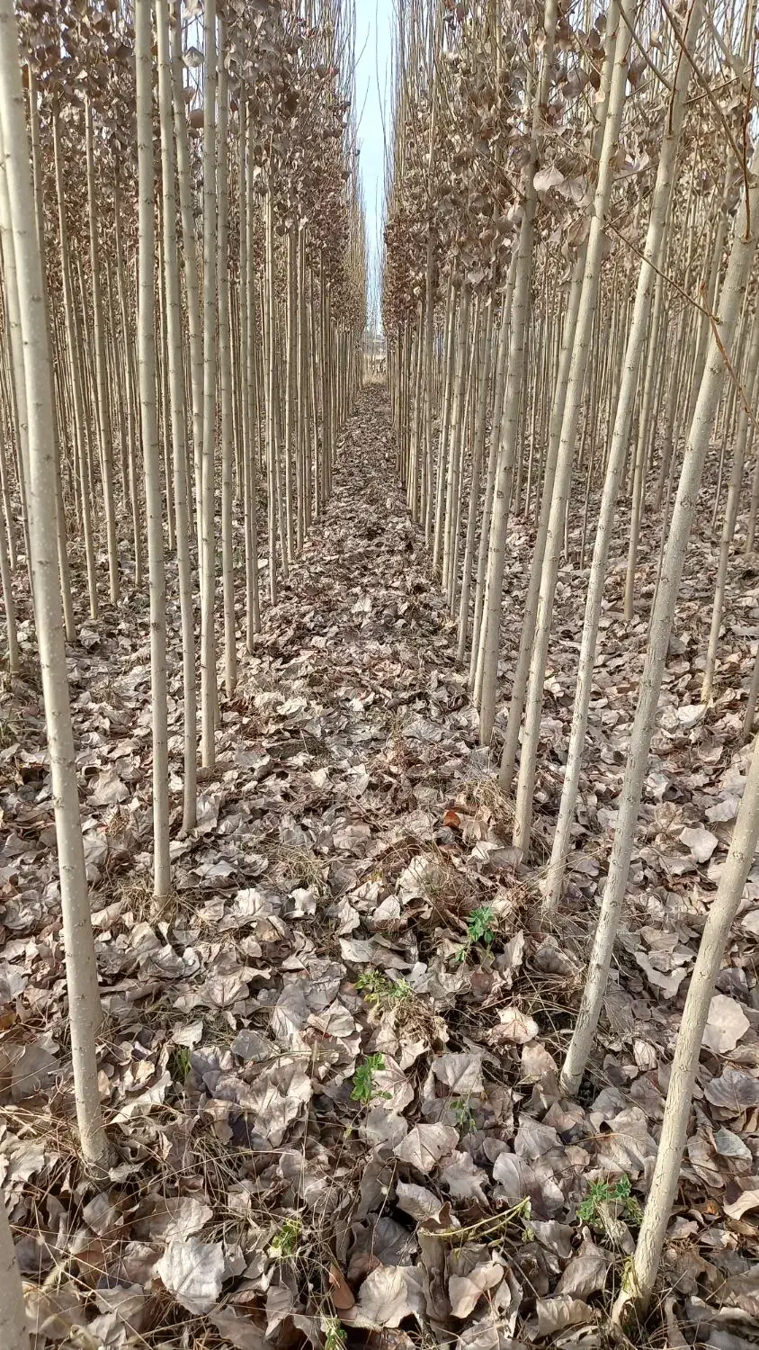 نهالستان درخت چنار و صنوبر|خدمات باغبانی و درختکاری|سروآباد, |دیوار