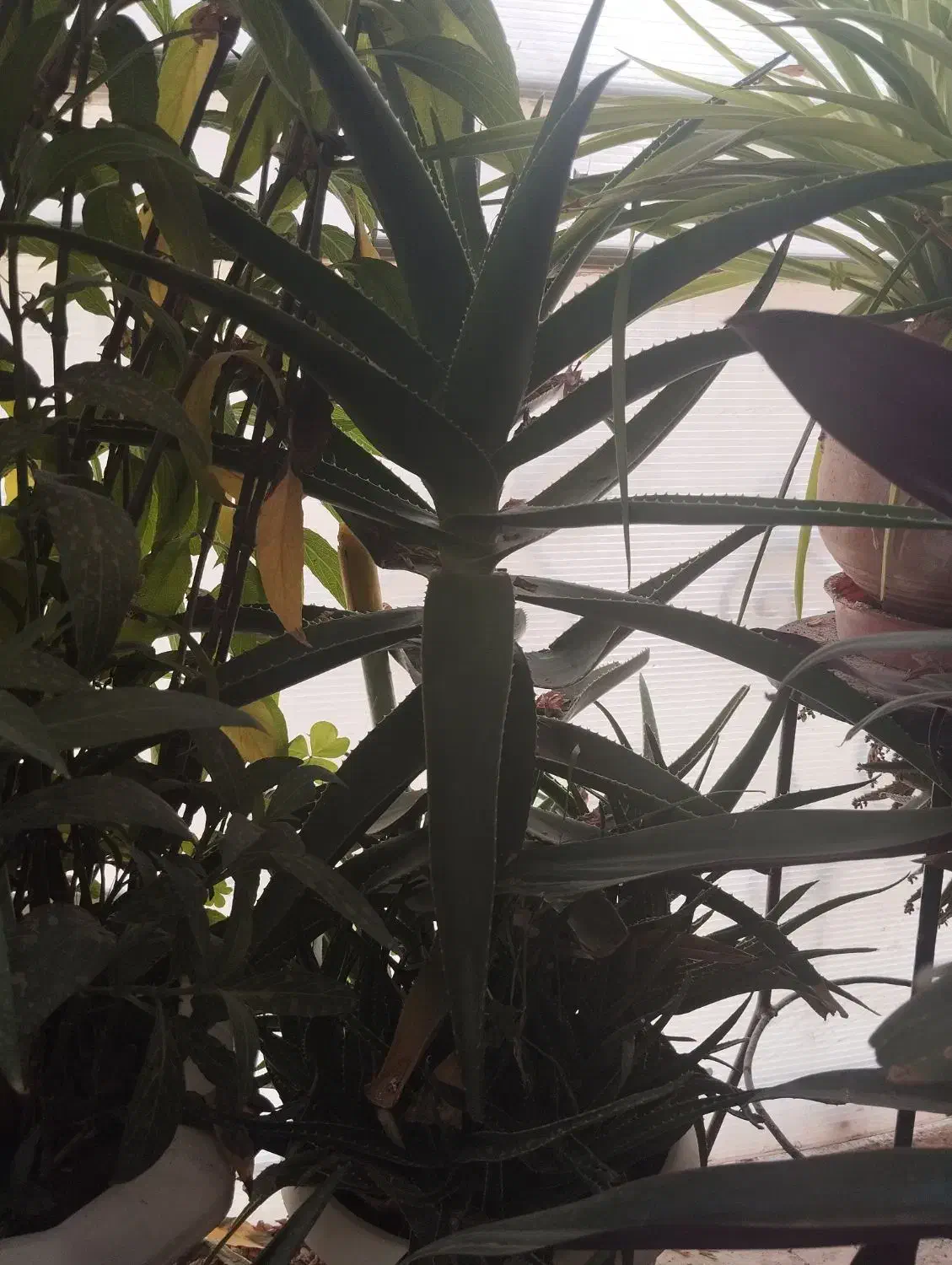 تموم گلها حراج واقعی|گل و گیاه طبیعی|فولادشهر, مسکن مهر فولادشهر|دیوار