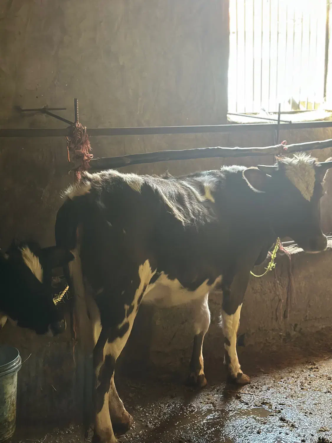 فروش گاو و گوساله وتلیسه|حیوانات مزرعه|چمستان, |دیوار