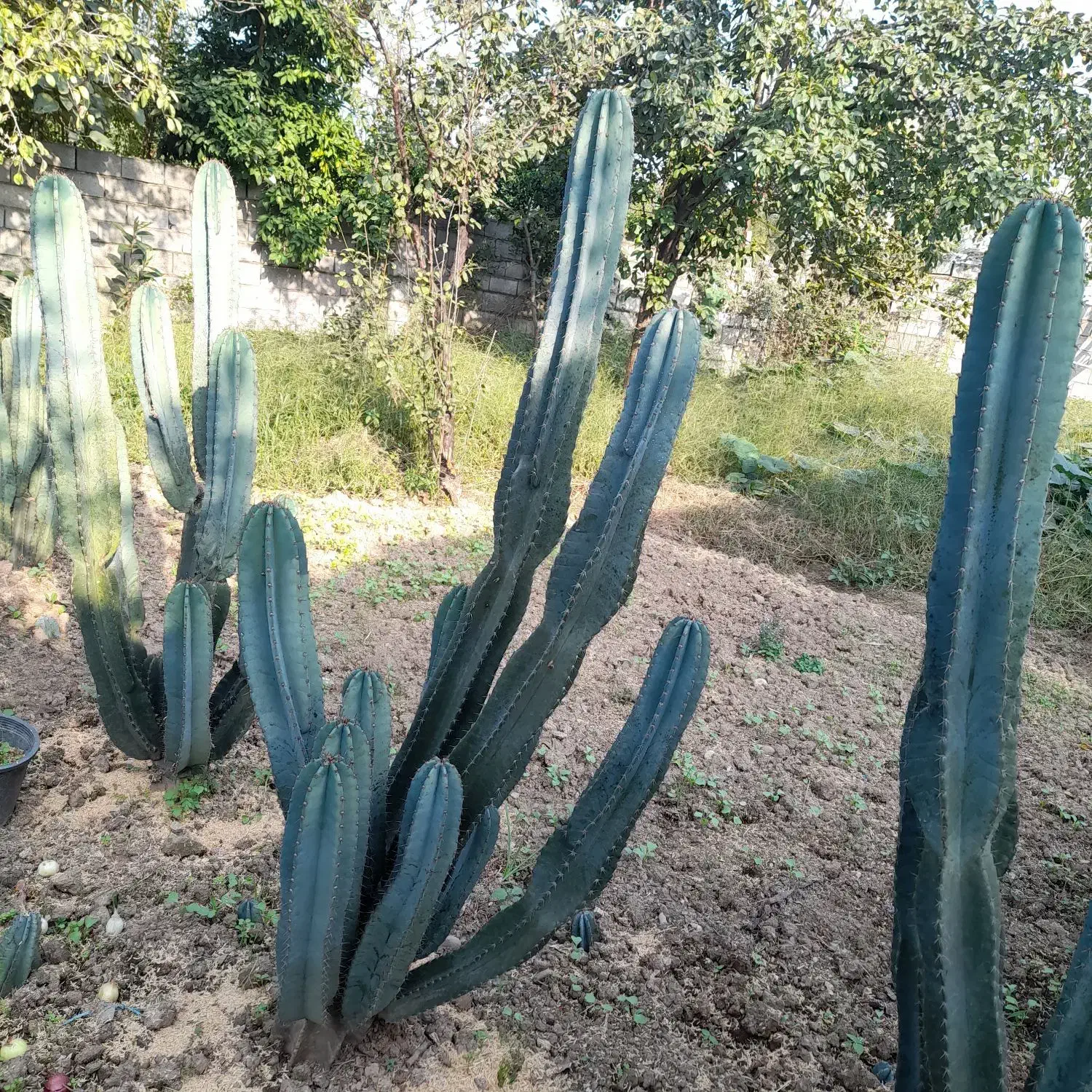 کاکتوس پریانوس|گل و گیاه طبیعی|زرگرشهر, |دیوار