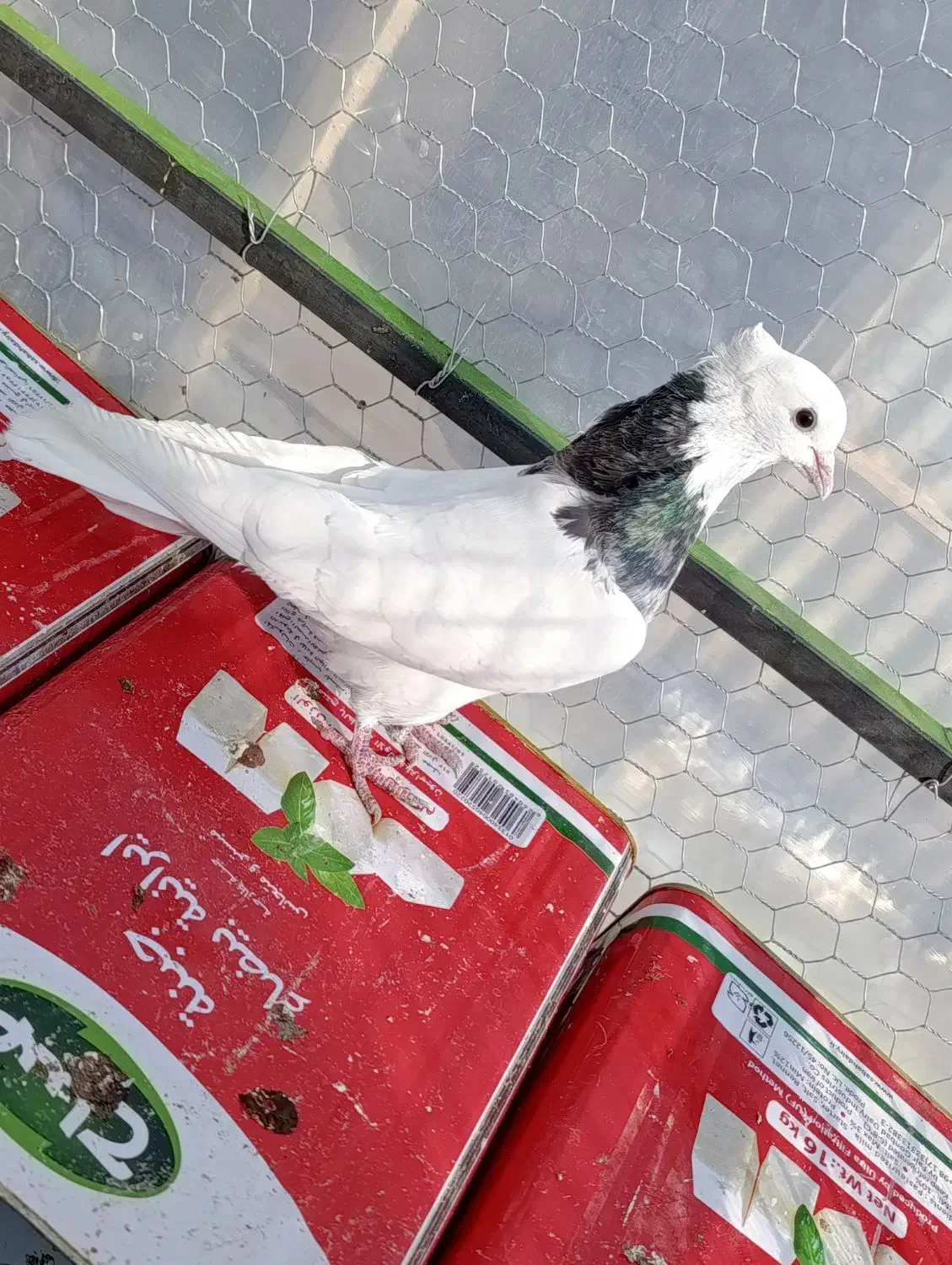 طوقی نر سرور|پرنده|قم, شهرک مهدیه (مدرس)|دیوار