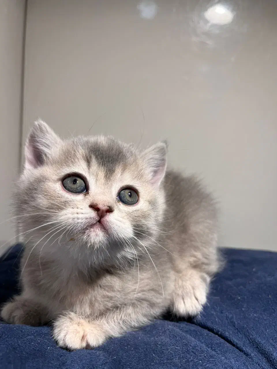 دختر بریتیش سیلور مو کوتاه|گربه|اصفهان, رزمندگان|دیوار