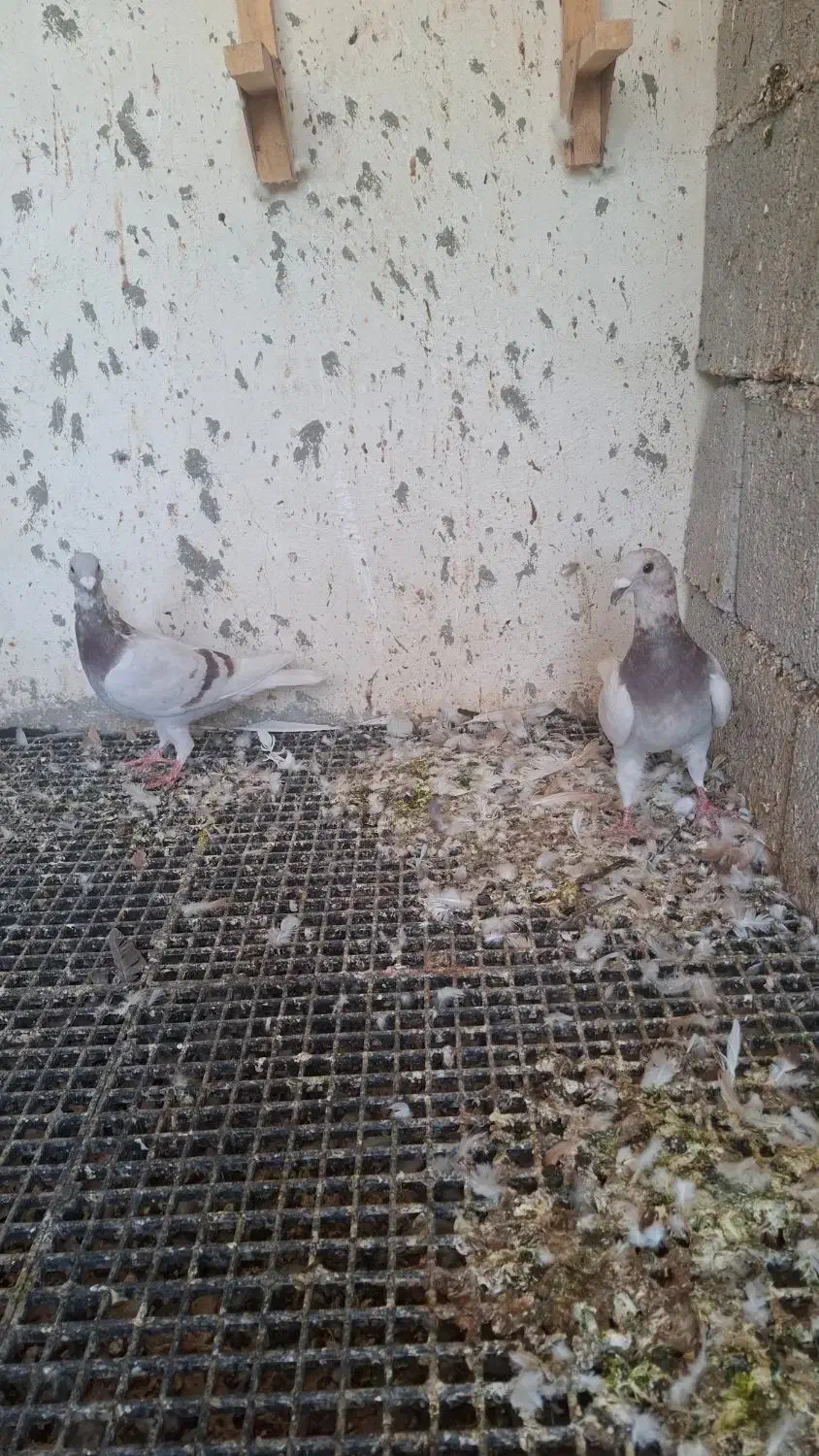 کبوتر پیازی|پرنده|وحدتیه, |دیوار