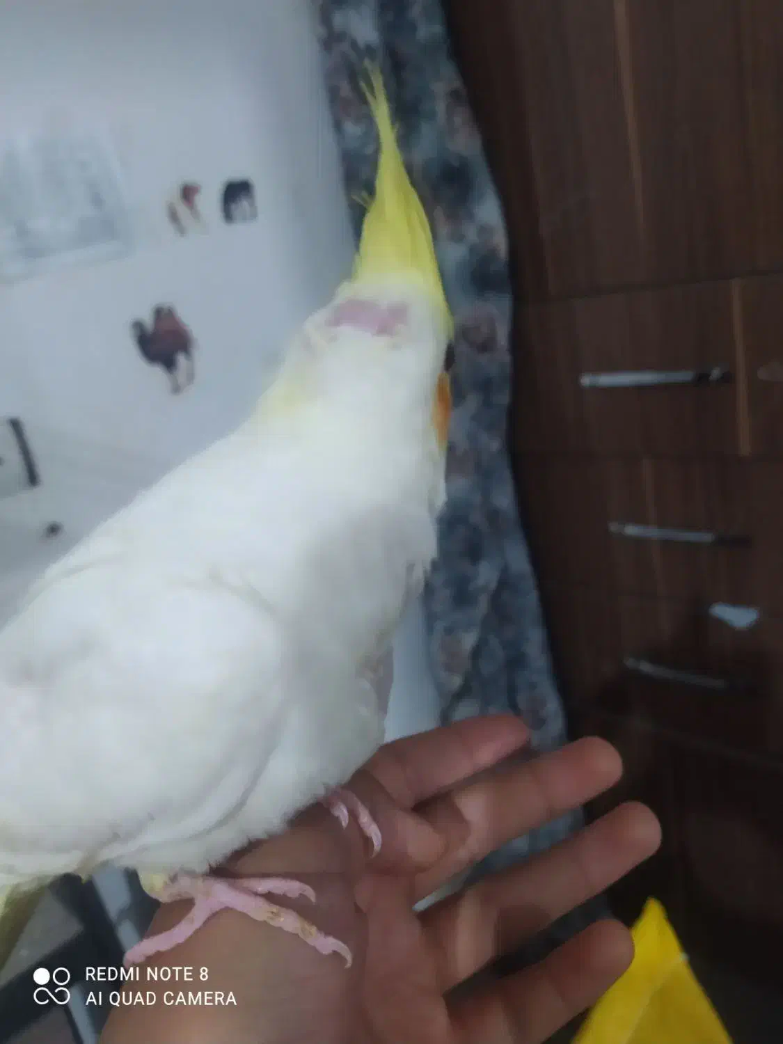 عروس هلندی|پرنده|گنبد کاووس, |دیوار