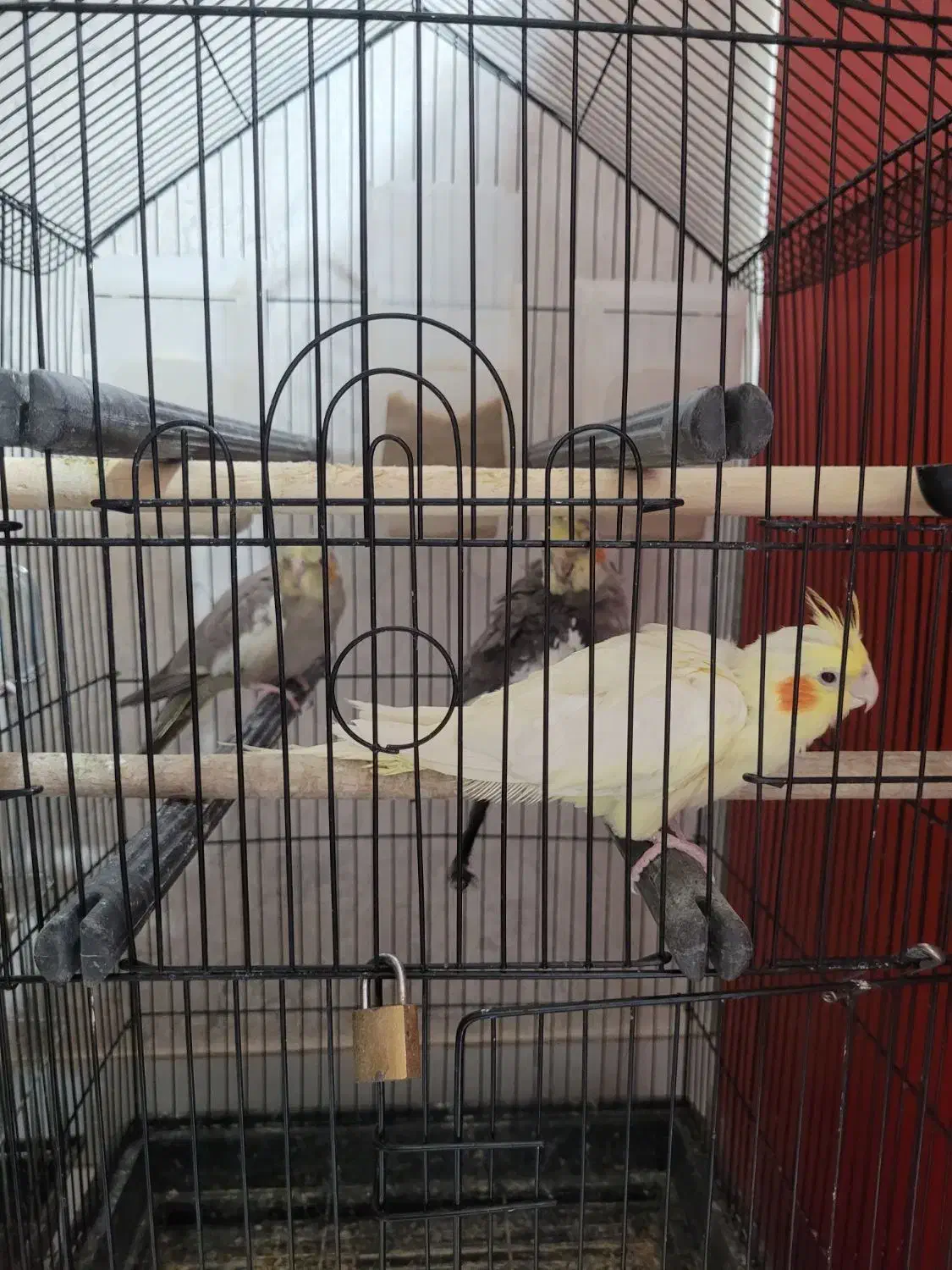 پرنده عروس|پرنده|رشت, نخودچر|دیوار