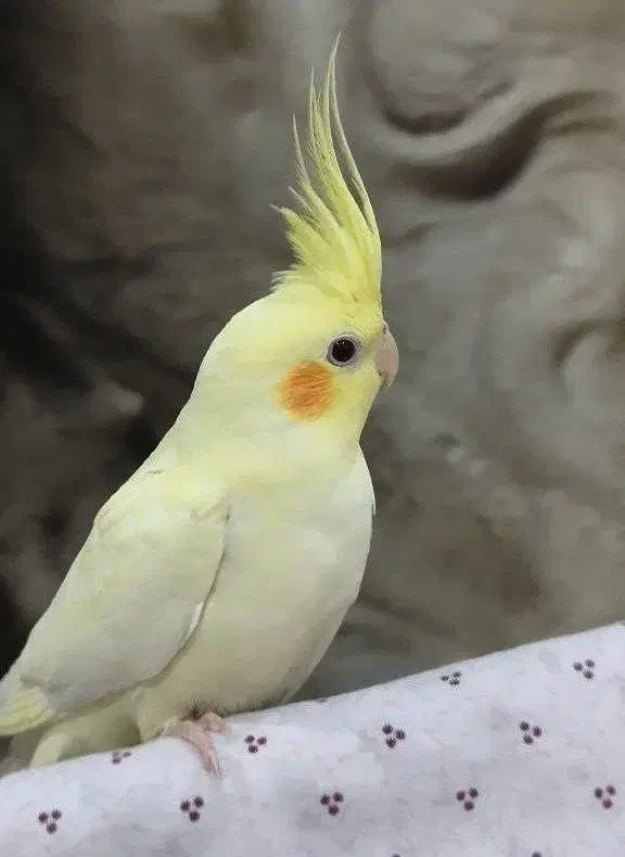 عروس هلندی|پرنده|اندیشه, اندیشه فاز ۳|دیوار