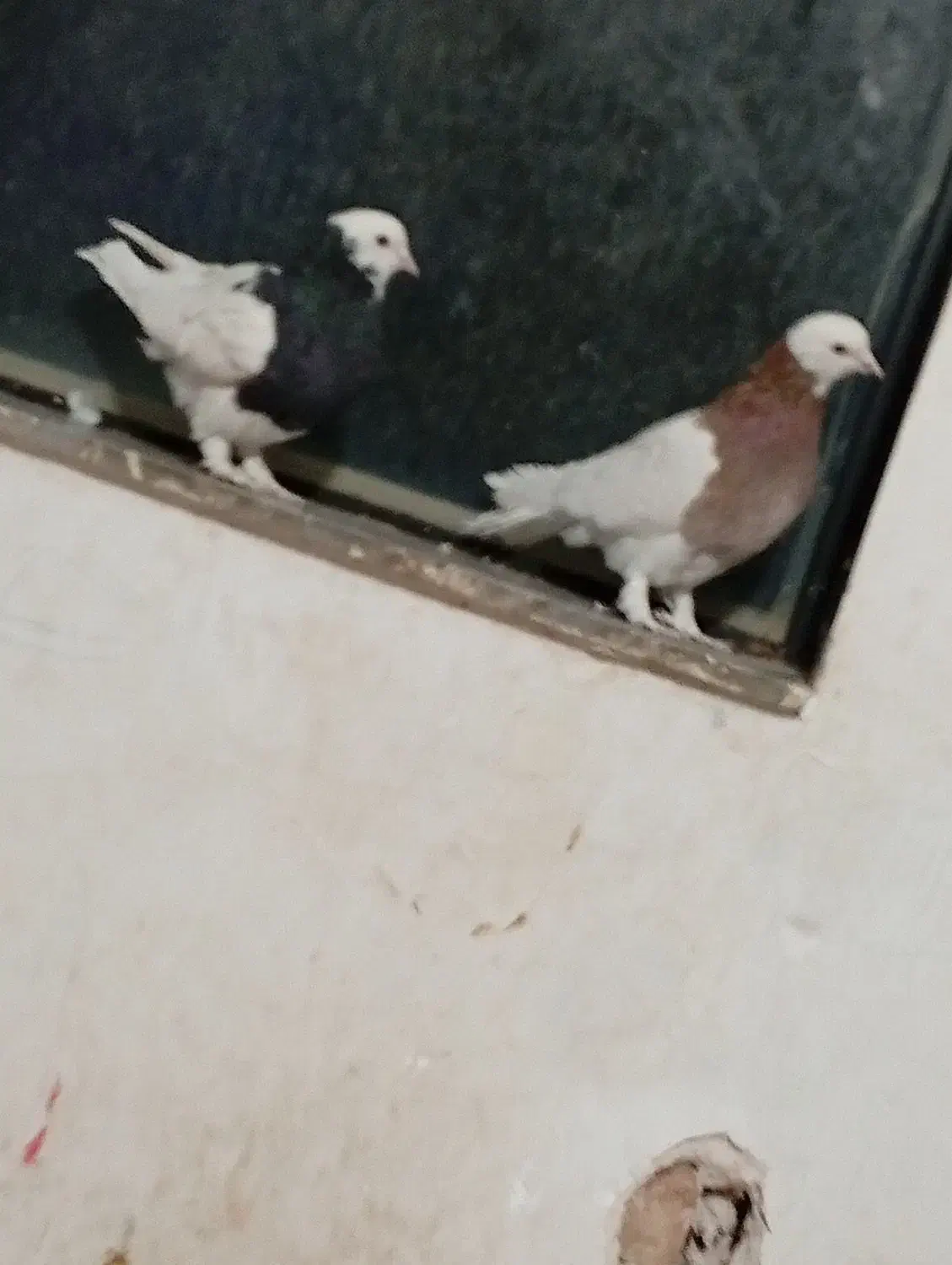 طوقی بی کاکل|پرنده|خوسف, |دیوار