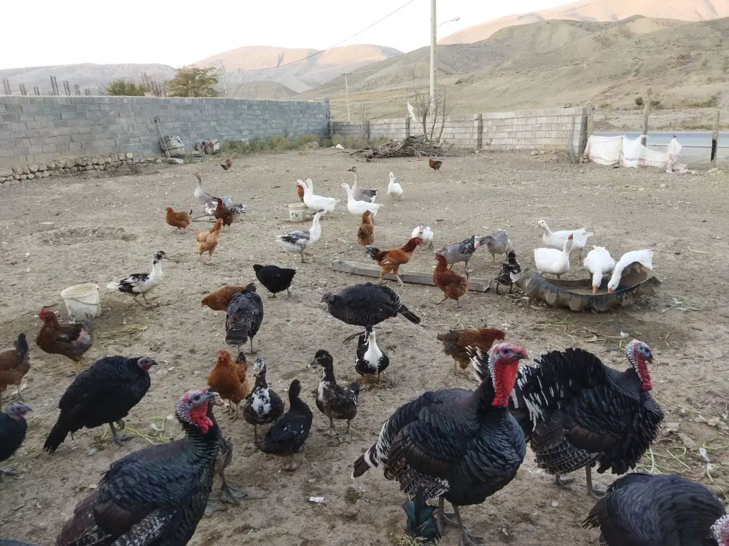 غاز نروماده|حیوانات مزرعه|بجنورد, |دیوار