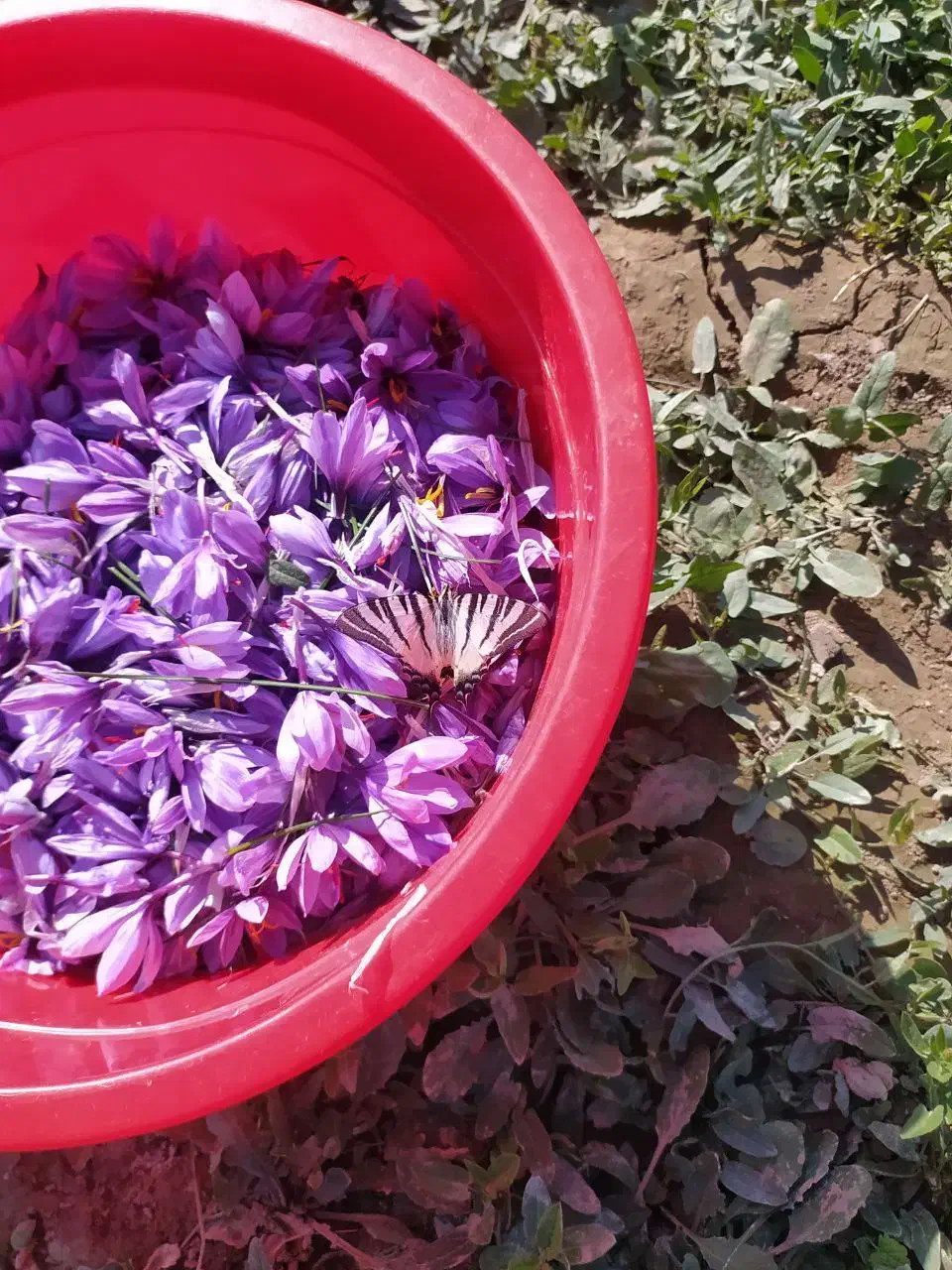 گل زعفران با عیار وکیفیت بالا ارزان وتازه بخر|خوردنی و آشامیدنی|تهران, بلورسازی|دیوار
