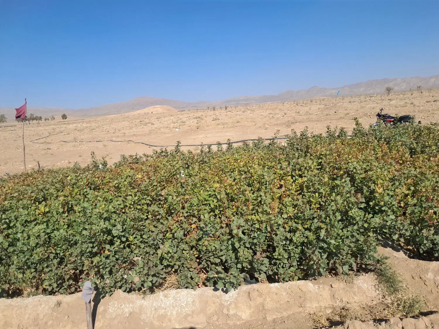 نهال پسته۴۰۴ فروشی|خدمات باغبانی و درختکاری|حنا, |دیوار