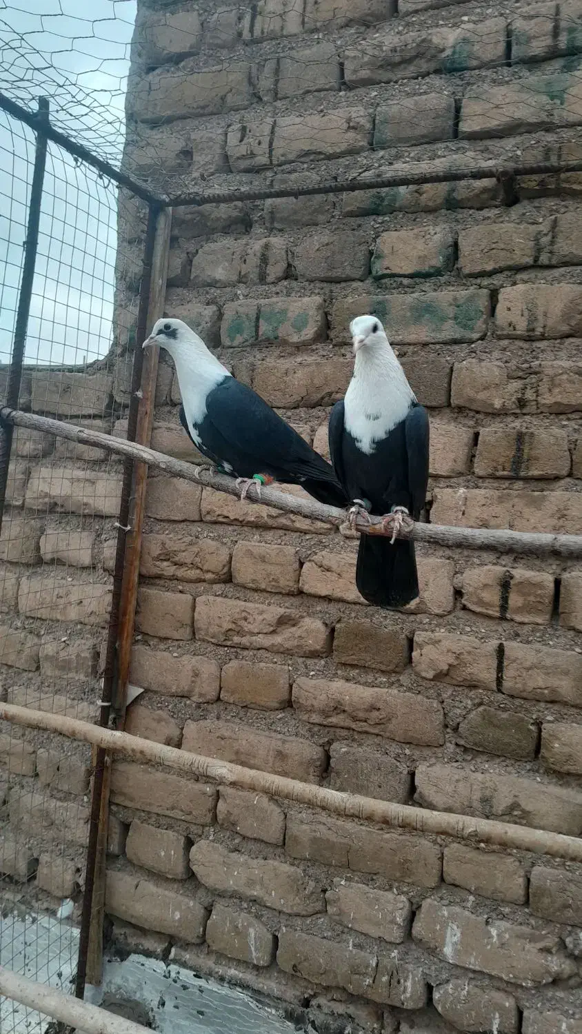 ۸رنگی|پرنده|بوئین زهرا, |دیوار