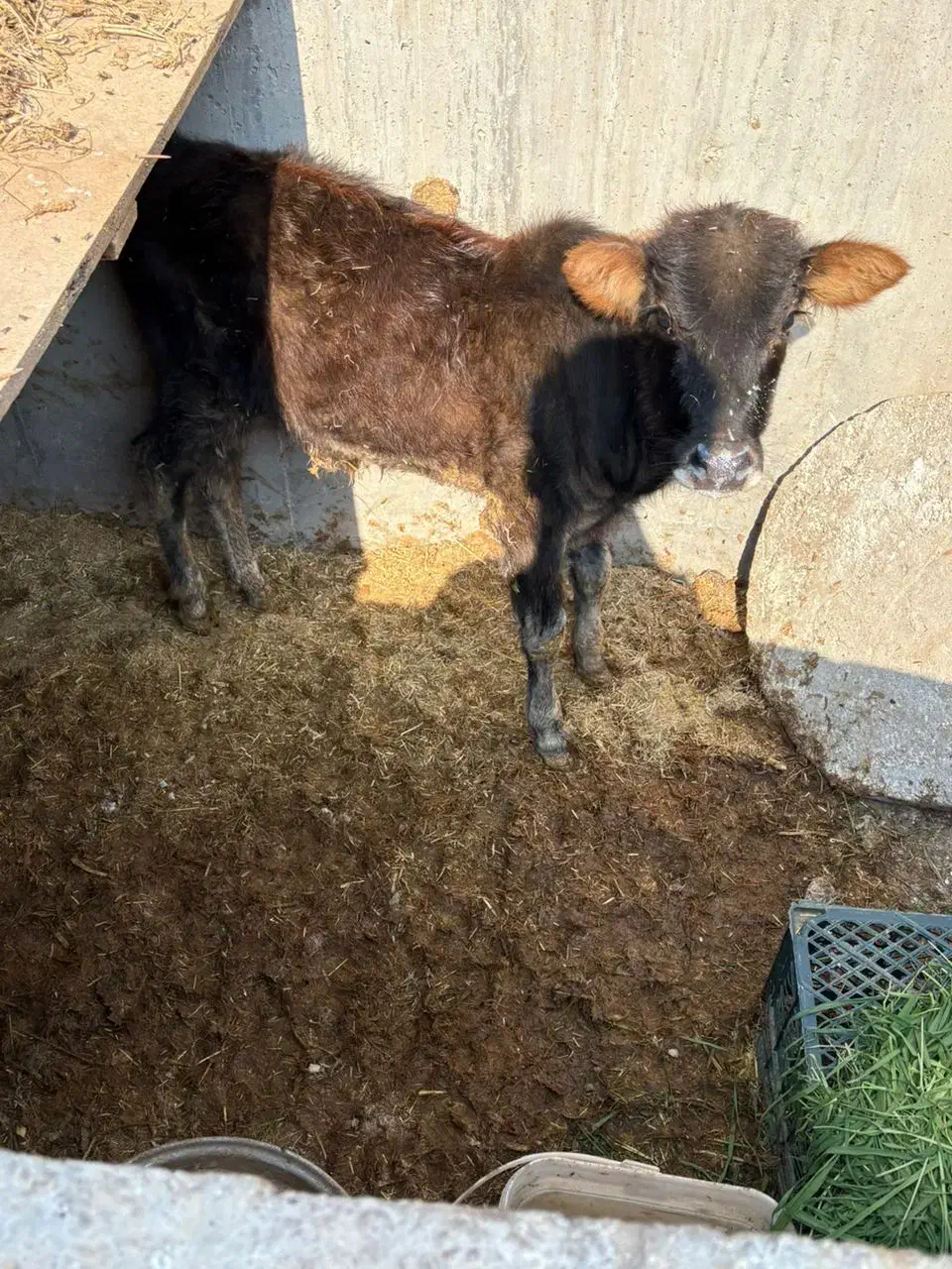 گاو نر|حیوانات مزرعه|کرخه, |دیوار