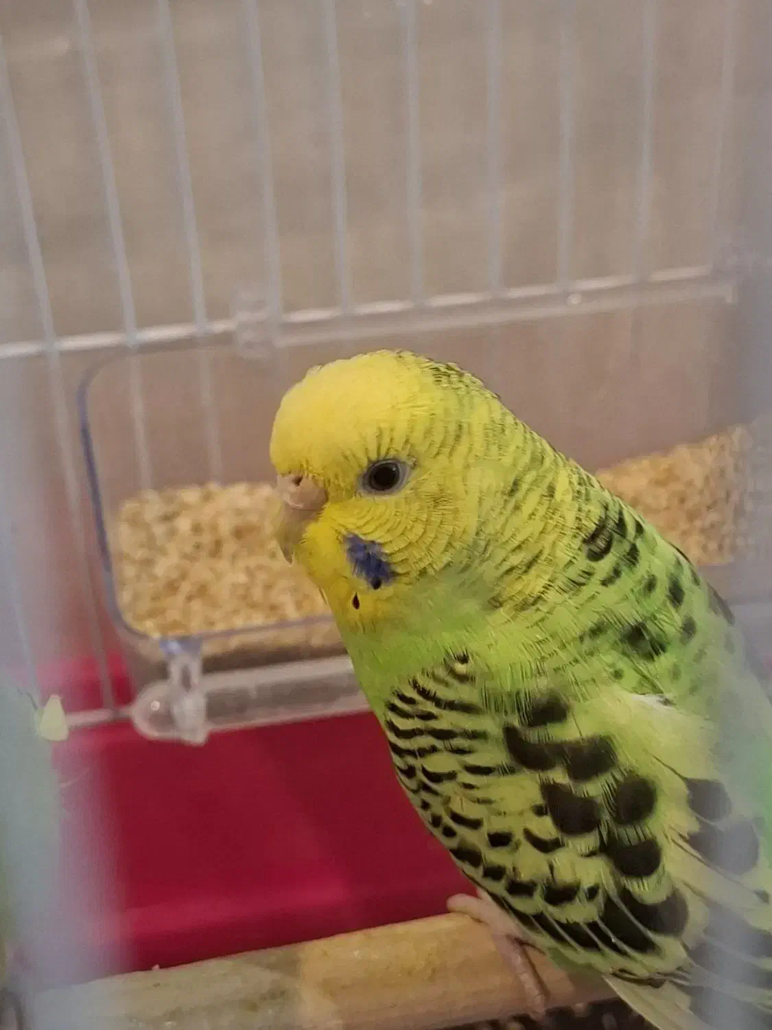 مرغ عشق|پرنده|مشهد, شهرک امام هادی (شهرک غرب)|دیوار