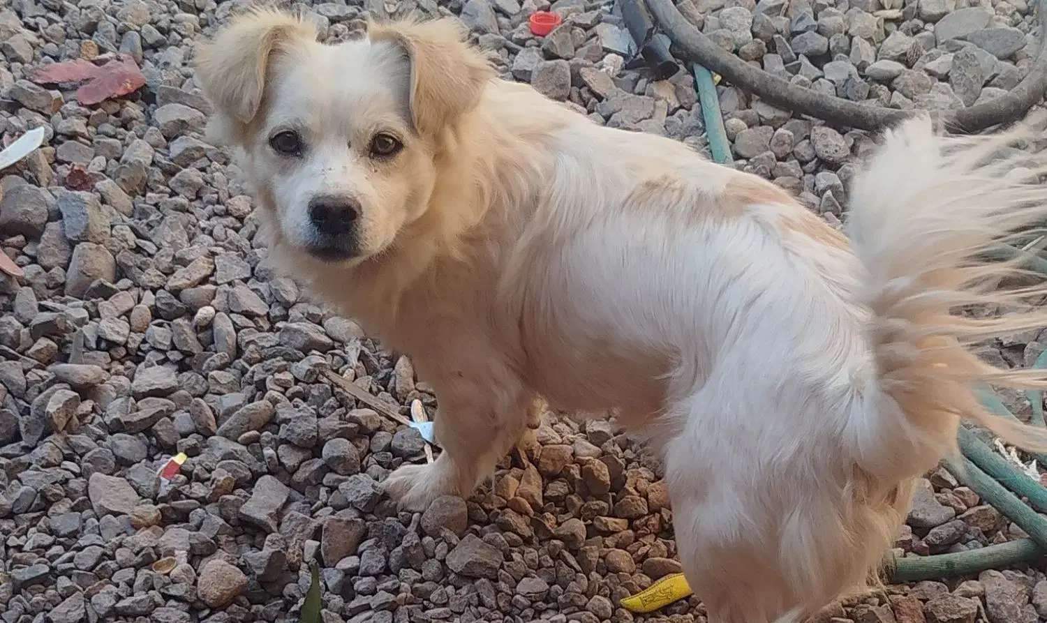 سگ پا کوتاه۲ تا هستن|سگ|رفسنجان, |دیوار