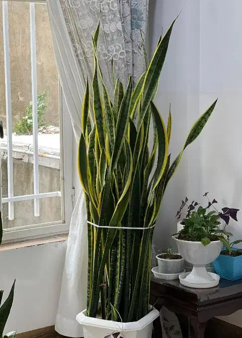 گل سانسوریا|گل و گیاه طبیعی|بانه, |دیوار