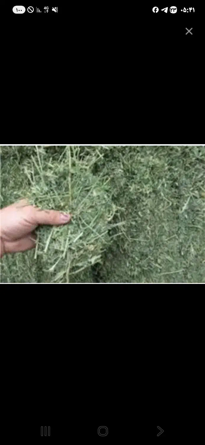 یونجه|عمده‌فروشی|دیواندره, |دیوار