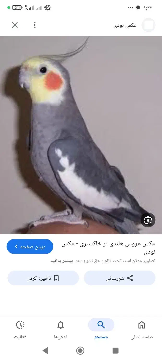 عروس هلندی|پرنده|مشگین شهر, |دیوار