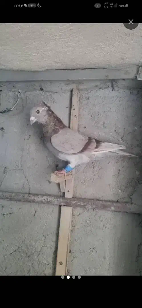 کاکلی یا تاجی پلاکی نر|پرنده|شیراز, لاله|دیوار