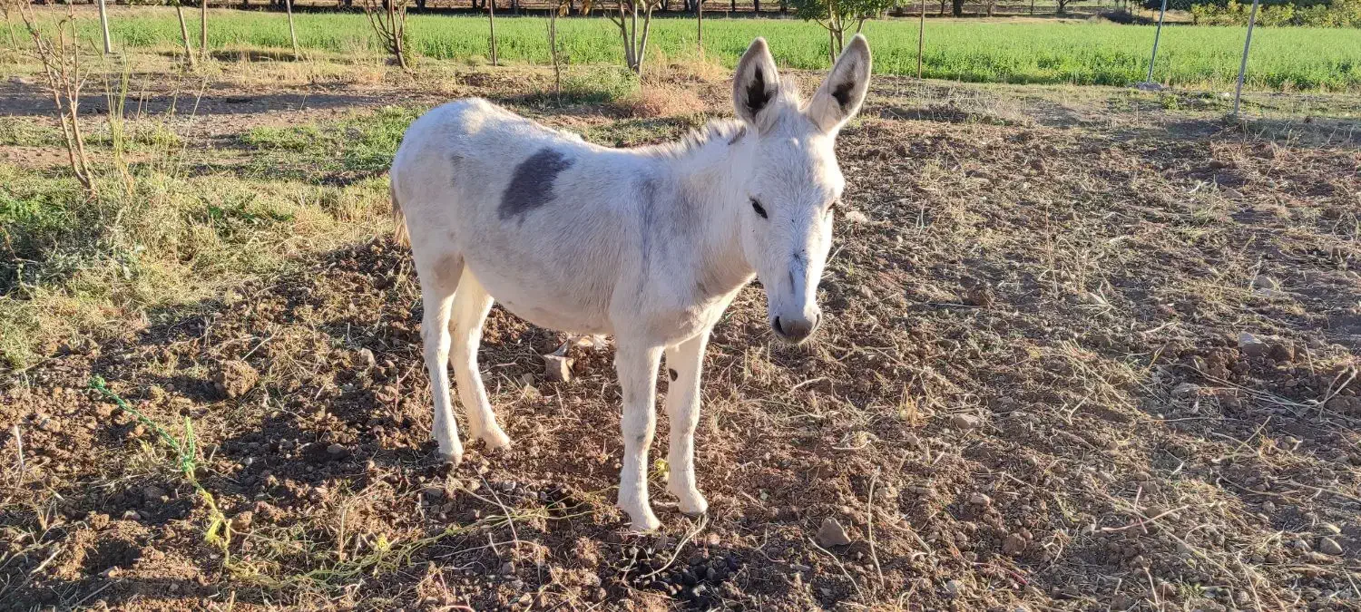 فروش سه راس الاغ|حیوانات مزرعه|الشتر, |دیوار