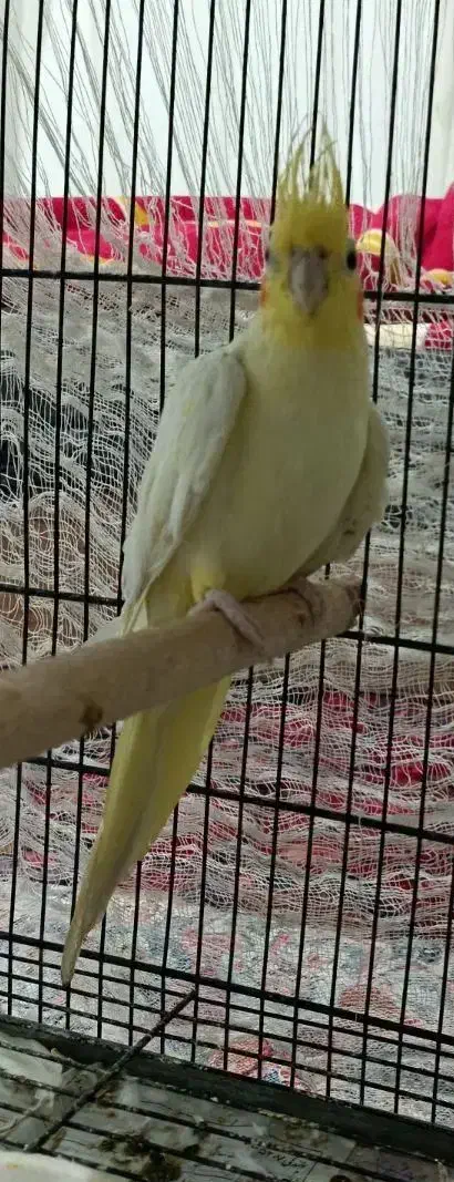 عروس هلندی|پرنده|طبس, |دیوار