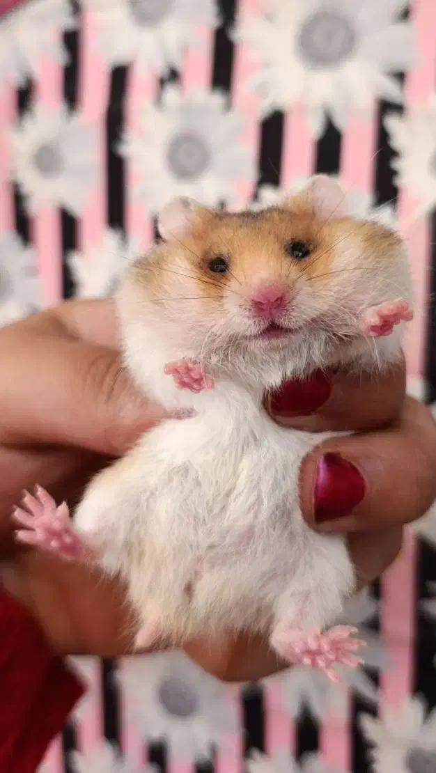 همستر پشمالو|موش و خرگوش|مشهد, امام خمینی|دیوار