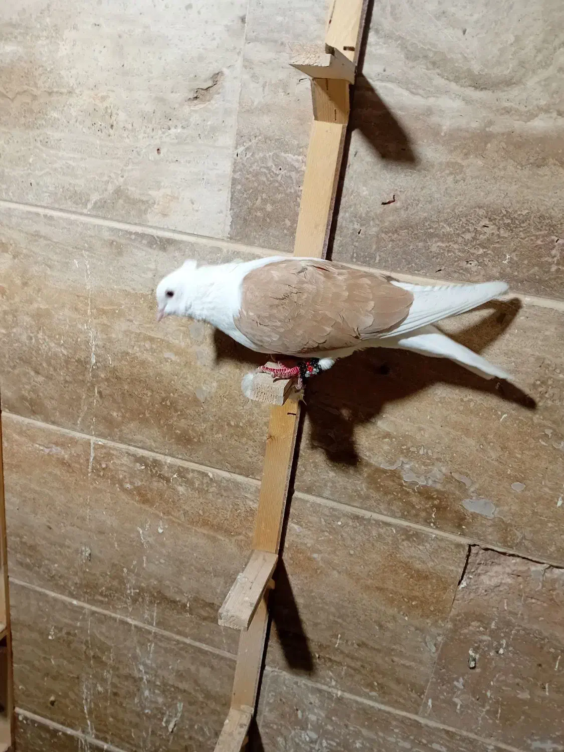 کبوتر کفتر پشت زرد|پرنده|شیروان (خراسان), |دیوار